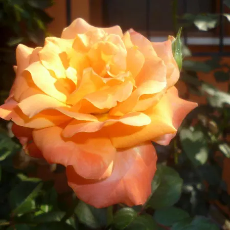 Astir Gæstehus Poros (Kefalonia)